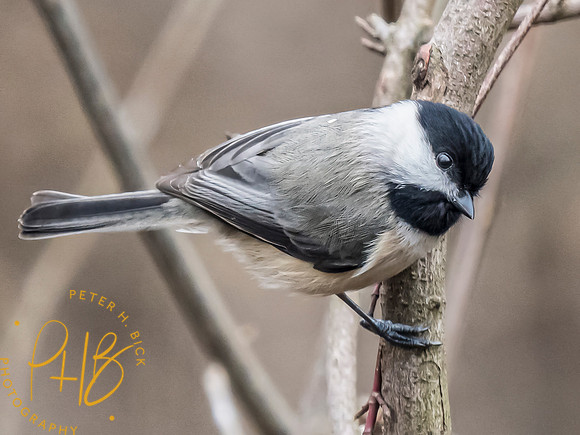 Indiana Birds and Wildlife 2024 0900-Edit
