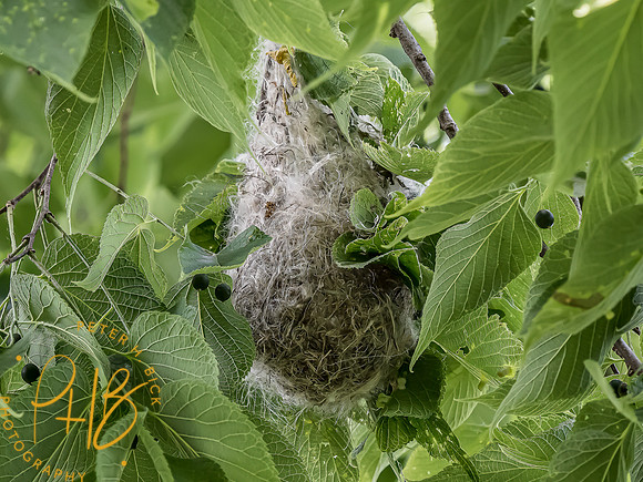 -Indiana Birds and Wildlife 2022 5856-Edit-Edit