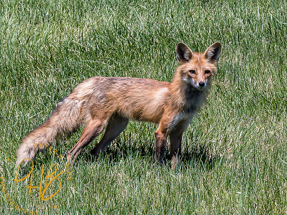 -Indiana Birds and Wildlife 2022 6411-Edit-Edit