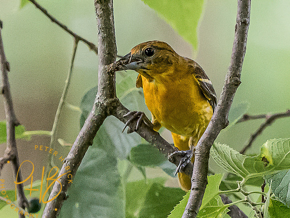 -Indiana Birds and Wildlife 2022 6085-Edit-Edit