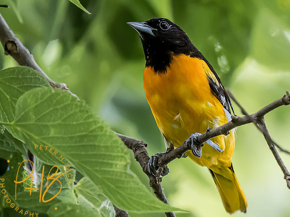 -Indiana Birds and Wildlife 2022 5849-Edit-Edit