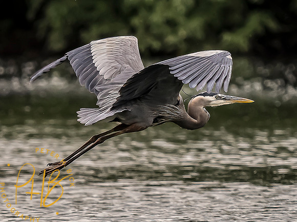 -Indiana Birds and Wildlife 2022 5997-Edit-Edit
