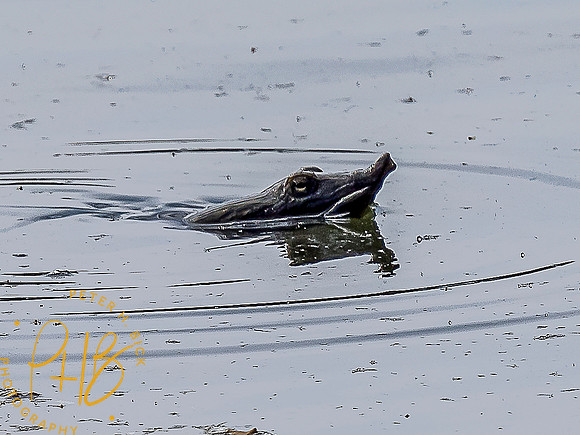 -Indiana Birds and Wildlife 2022 5897-Edit-Edit