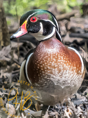 Indiana Birds and Wildlife 2024 5592-Edit