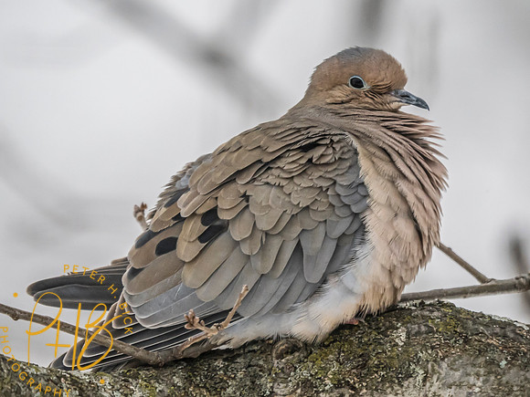 Indiana Birds and Wildlife 2025 0154-Edit
