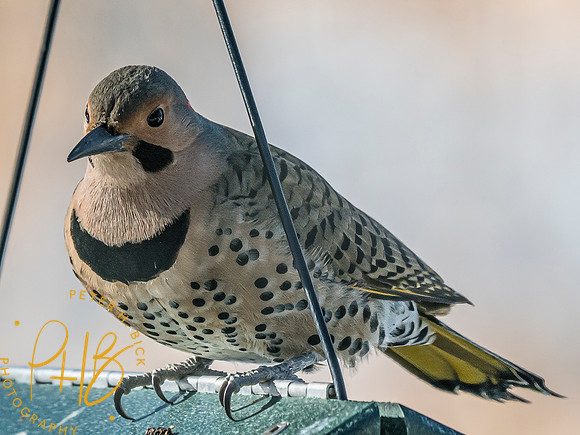 Indiana Birds and Wildlife 2025 0538-Edit