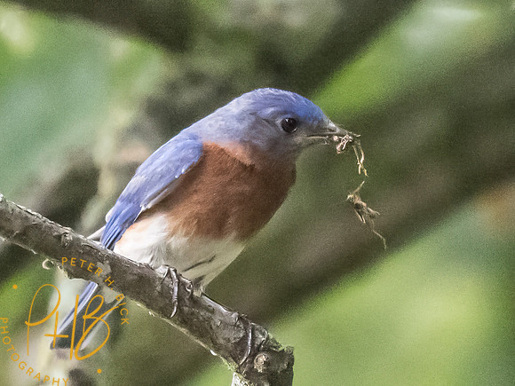 Indiana Birds and Wildlife 2025 8105-Edit