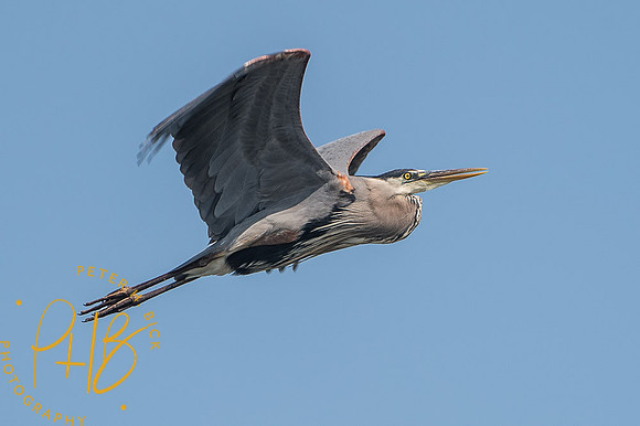 2014 Eagle Creek Birds 0005