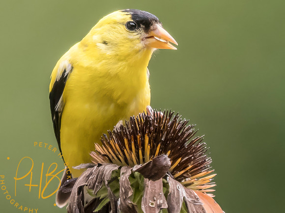 Indiana Birds and Wildlife 2025 9393-Edit