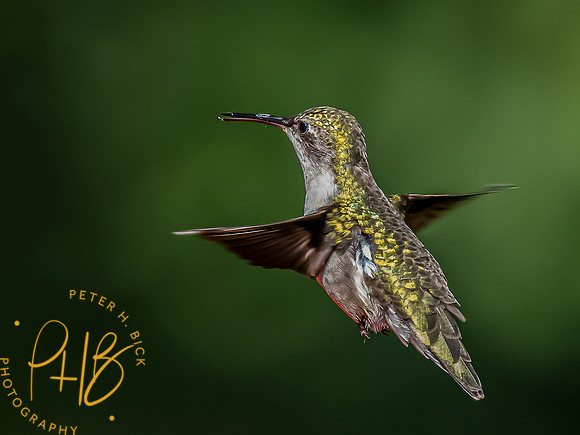-Indiana Birds and Wildlife 2022 6183-Edit-Edit