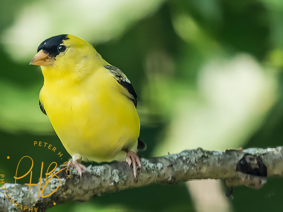 Indiana Birds and Wildlife 2025 6677-Edit
