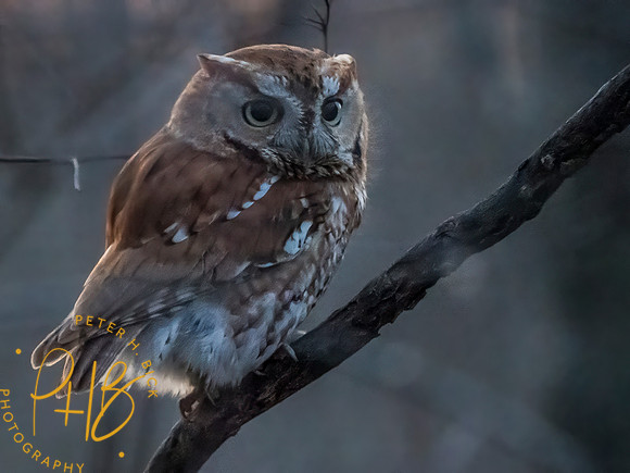 Indiana Birds and Wildlife 2025 3932-Edit