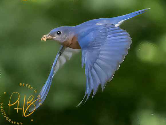Indiana Birds and Wildlife 2025 7666-Edit-Edit