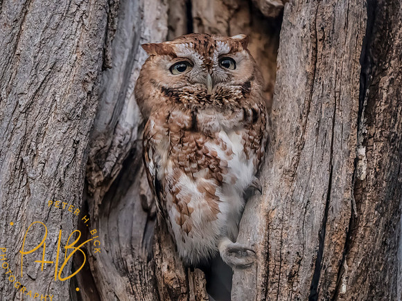Indiana Birds and Wildlife 2025 3846-Edit