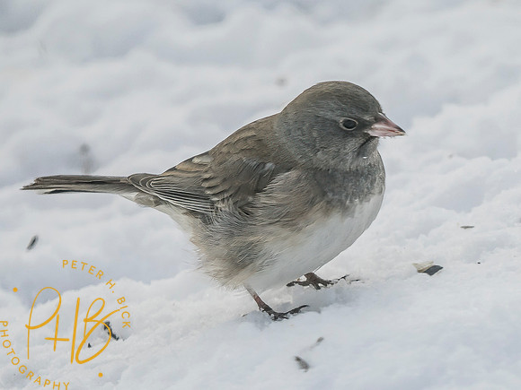Indiana Birds and Wildlife 2025 2185-Edit