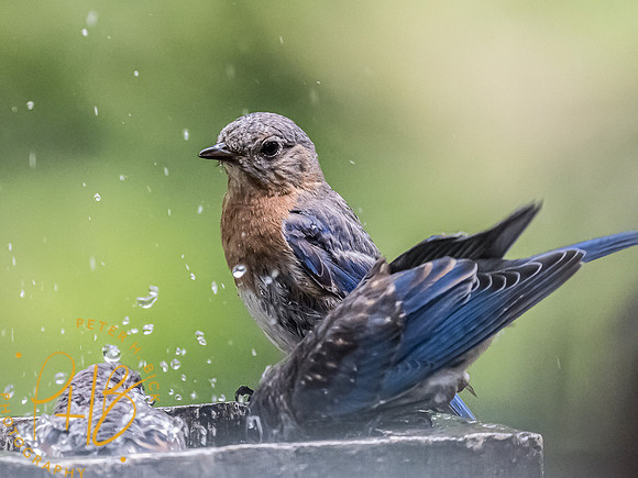 -Indiana Birds and Wildlife 2021 8710