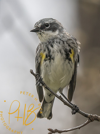 Indiana Birds and Wildlife 2025 4243-Edit