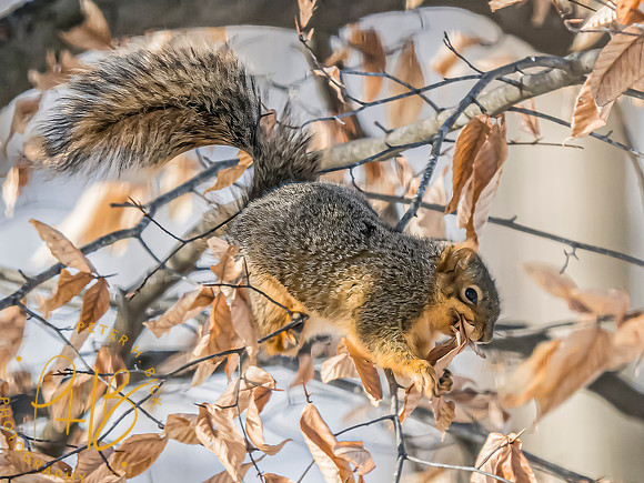 Indiana Birds and Wildlife 2025 1099-Edit-topaz-focus