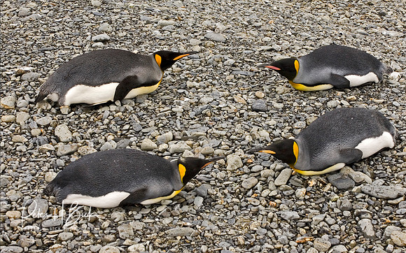 Antarctica 2-06 3190