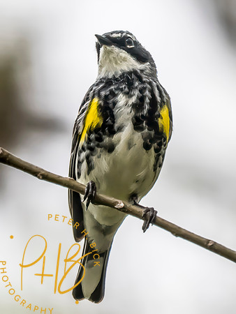 Indiana Birds and Wildlife 2025 4553-Edit