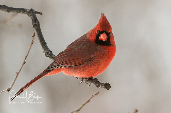 Zionsville Birds 2015 0050