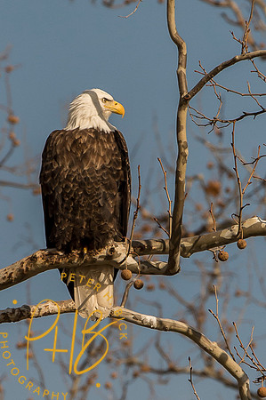 Bald Eagle 2015 0124