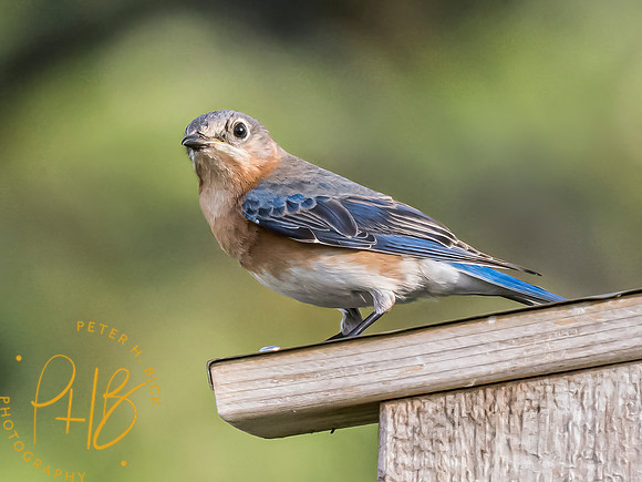 Indiana Birds and Wildlife 2024 5751-Edit