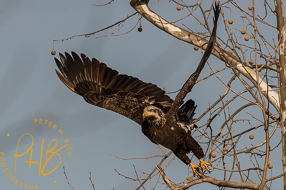 Bald Eagle 2015 0028