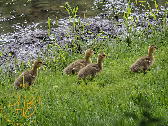 Indiana Birds and Wildlife 2025 6618-Edit-Edit-2
