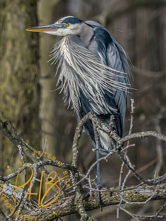 Indiana Birds and Wildlife 2025 1658-Edit-topaz-focus