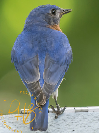 Indiana Birds and Wildlife 2025 7339-Edit