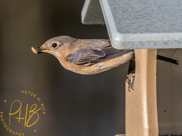 Indiana Birds and Wildlife 2025 3361-Edit