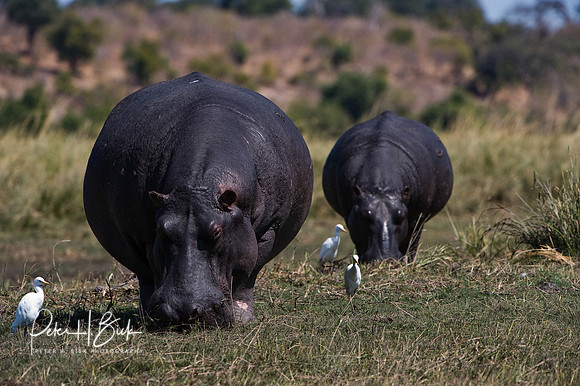 Africa 08 6814