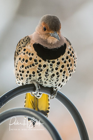 Zionsville Birds 2015 0011