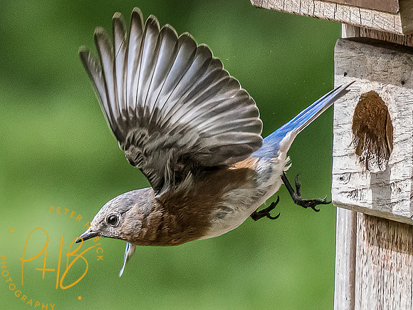 -Indiana Birds and Wildlife 2022 4902-Edit-Edit