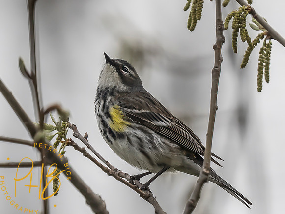 Indiana Birds and Wildlife 2025 4426-Edit