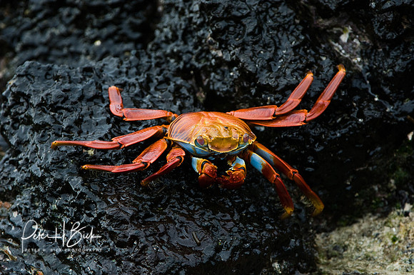 Galapagos 11-07 0439