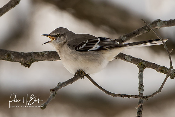 Zionsville Birds 2015 0025