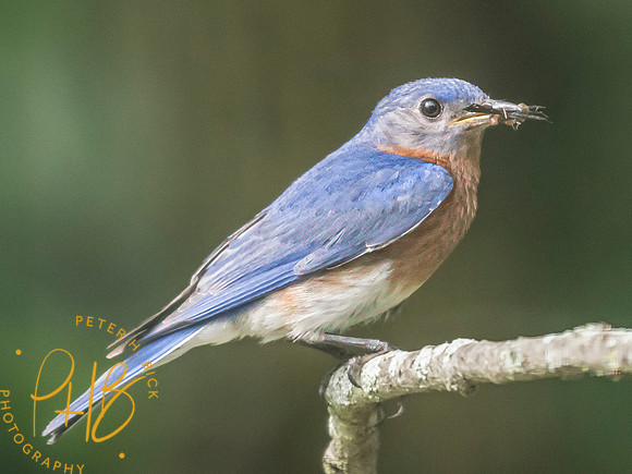 Indiana Birds and Wildlife 2025 8132-Edit