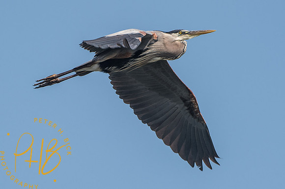 2014 Eagle Creek Birds 0007