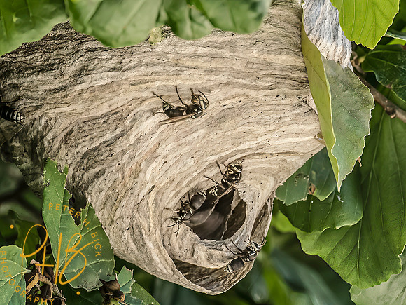 Indiana Birds and Wildlife 2025 7996-Edit-Edit