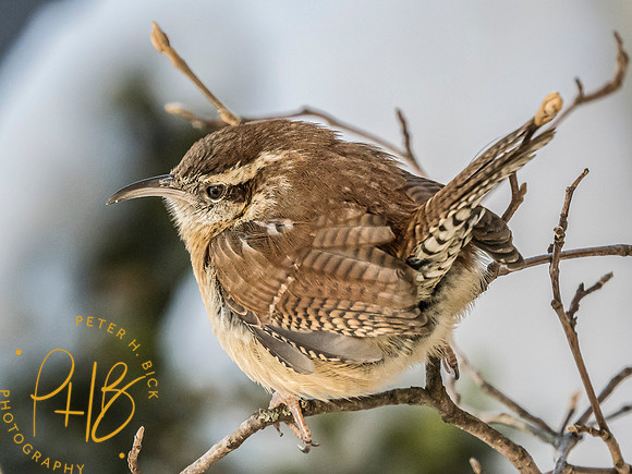 Indiana Birds and Wildlife 2025 0675-Edit