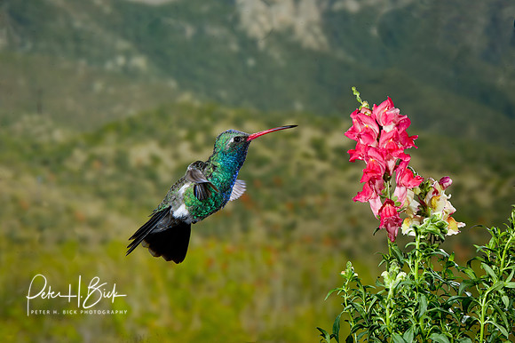 Broad-Billed Hummingbird  1373-Edit