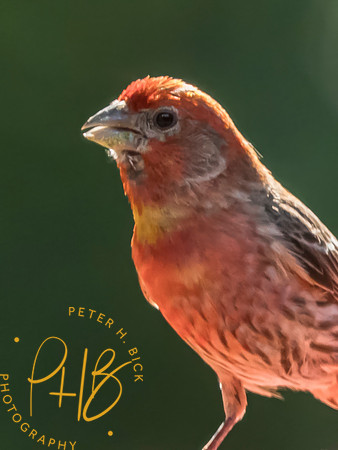 Indiana Birds and Wildlife 2025 8068-Edit