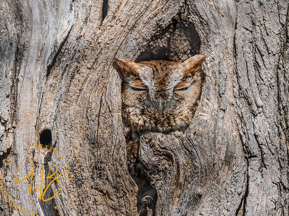 Indiana Birds and Wildlife 2025 3588-Edit