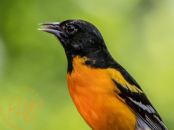 -Indiana Birds and Wildlife 2022 5133-Edit-Edit