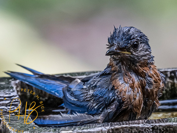 -Indiana Birds and Wildlife 2021 8587