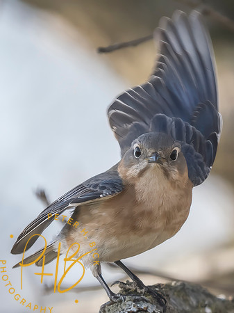 Indiana Birds and Wildlife 2025 3196-Edit