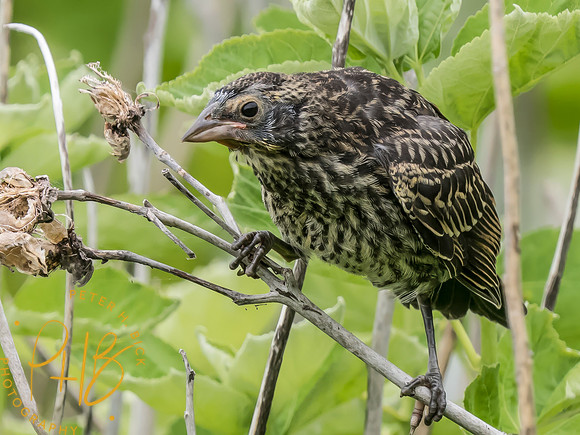 Indiana Birds and Wildlife 2025 7147-Edit