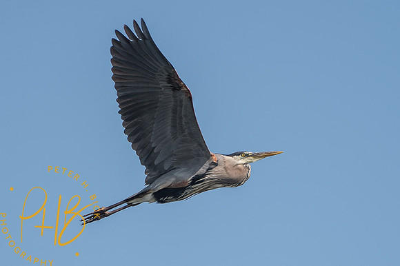 2014 Eagle Creek Birds 0006